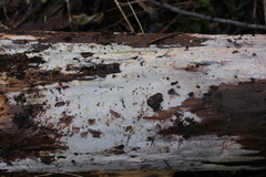 Gloeocystidiellum porosum