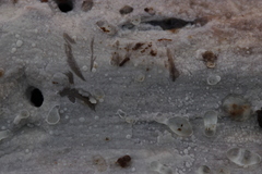 Gloeocystidiellum porosum