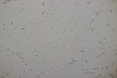 Gloeocystidiellum porosum