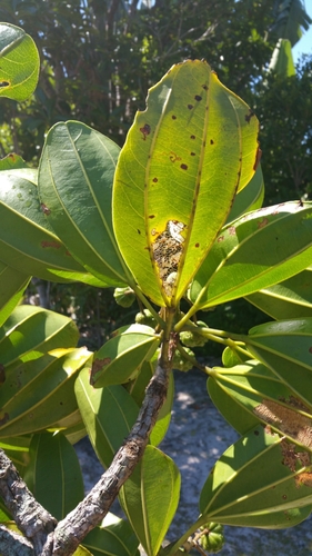 Rhopalocarpus longipetiolatus image