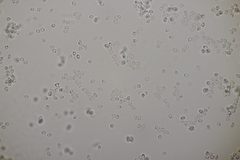 Gloeocystidiellum porosum