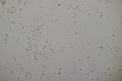 Gloeocystidiellum porosum