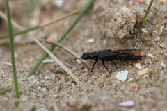 Quedius nigrocoeruleus