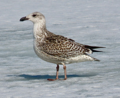 Larus marinus