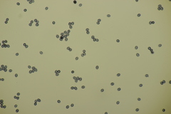Gloeocystidiellum porosum