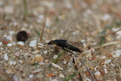 Quedius nigrocoeruleus