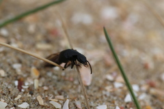 Quedius nigrocoeruleus