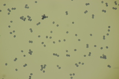 Gloeocystidiellum porosum