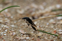 Quedius nigrocoeruleus