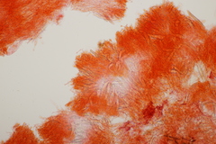Gloeocystidiellum porosum