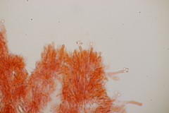 Gloeocystidiellum porosum