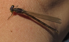 Erythromma najas