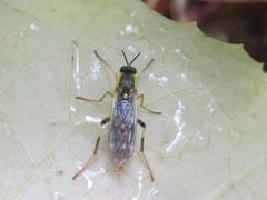 Xylomya simillima