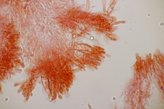 Gloeocystidiellum porosum