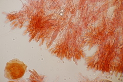 Gloeocystidiellum porosum