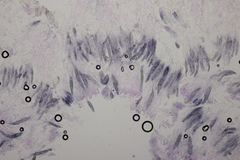 Gloeocystidiellum porosum