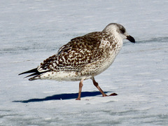 Larus marinus