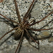 Eratigena duellica - Photo (c) Zach Hawn, μερικά δικαιώματα διατηρούνται (CC BY-NC-SA), uploaded by Zach Hawn