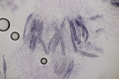 Gloeocystidiellum porosum