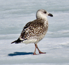 Larus marinus