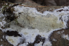 Phanerochaete sordida