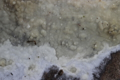 Phanerochaete sordida