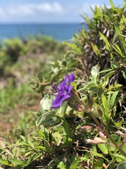 Pleroma heteromallum