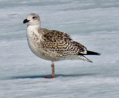 Larus marinus