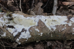 Phanerochaete sordida