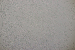 Phanerochaete sordida