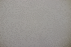 Phanerochaete sordida