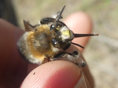 Anthophora aestivalis