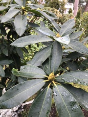 Rhododendron × hybridum