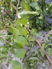 Ximenia americana