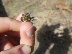 Anthophora aestivalis