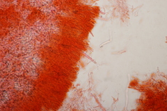 Phanerochaete sordida