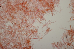 Phanerochaete sordida