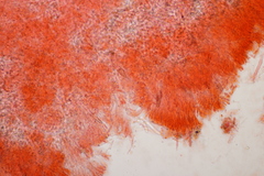 Phanerochaete sordida