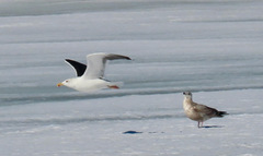 Larus marinus