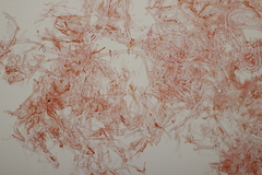 Phanerochaete sordida