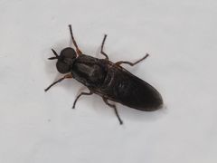 Scenopinus fenestralis