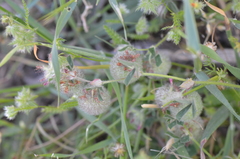 Trifolium pauciflorum