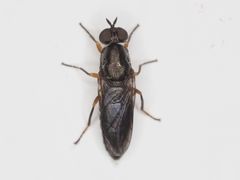 Scenopinus fenestralis