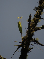 Epidendrum blepharistes