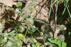 Trifolium pauciflorum