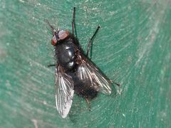 Protophormia terraenovae