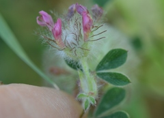 Trifolium pauciflorum