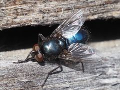 Protophormia terraenovae