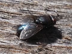 Protophormia terraenovae