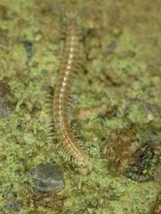 Caseyidae